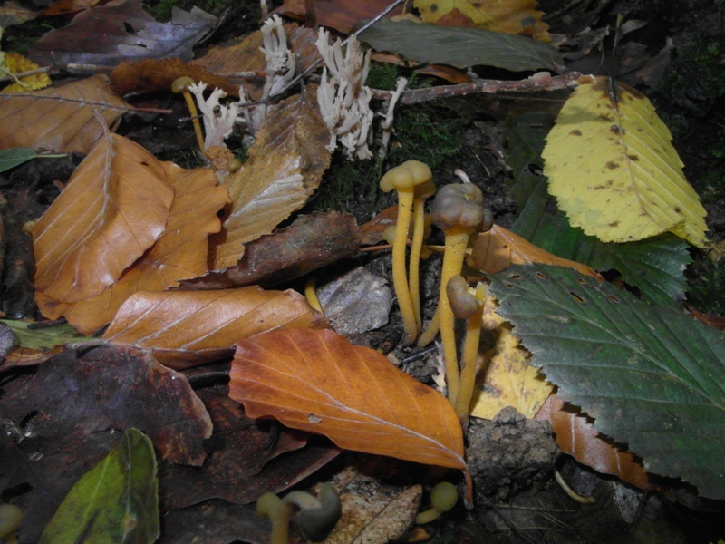 2013 1102 portebaudet leotia lubrica ev